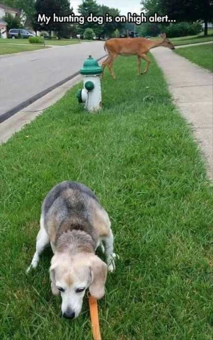 30 Funny Animal Memes Pictures Oh Deer