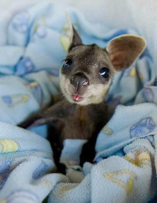 Adorable Funny Animal Kanagaroo