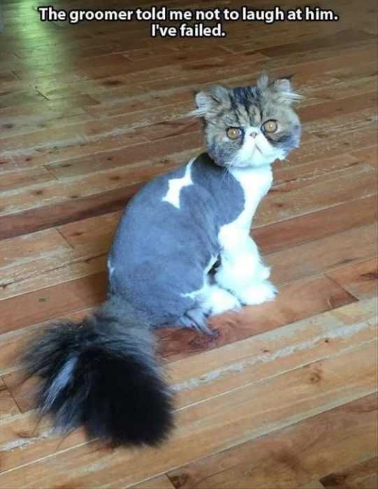 30 Funny Animal Memes Pictures Bad Hair Day