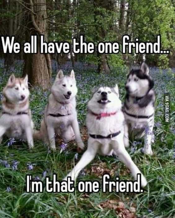 30 Funny Animal Memes Pictures Ruin That Photo