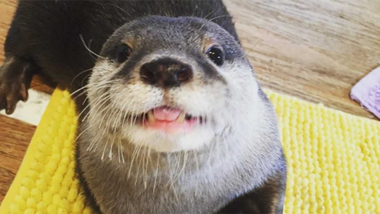 Adorable Funny Animals Otter