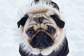 Adorable Funny Animals Cold Hater