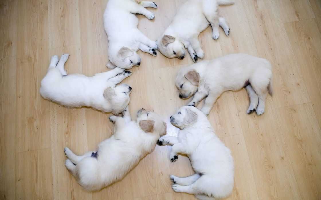 Adorable Funny Animals Circle Of Fluff
