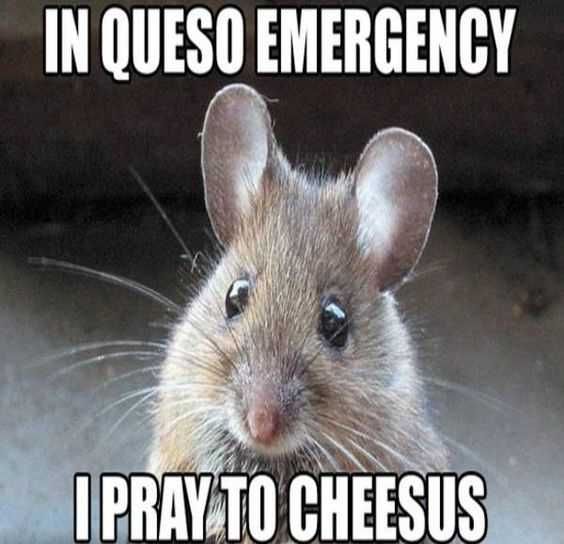 30 Funny Memes And Animal Pictures Cheesy Joke