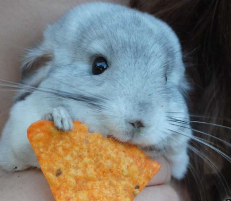 Adorable Funny Animals Cheese Rabbit