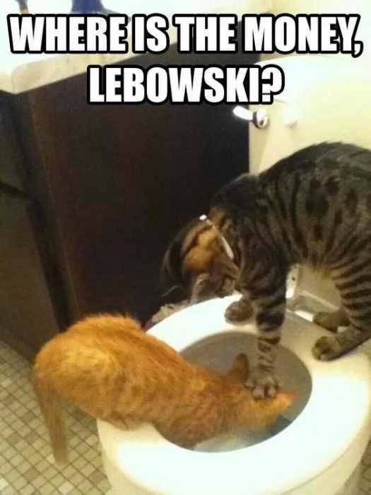 30 Funny Animal Pictures Toilet Interrogation