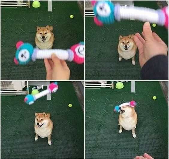 30 Funny Animal Pictures And Memes Near Miss