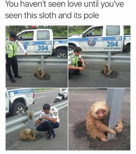 30 Funny Animal Memes Pictures Pole Love
