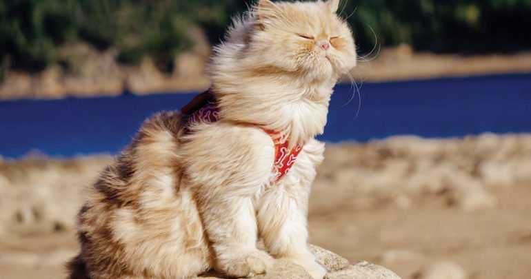 Photogenic Cats Facing The Wind