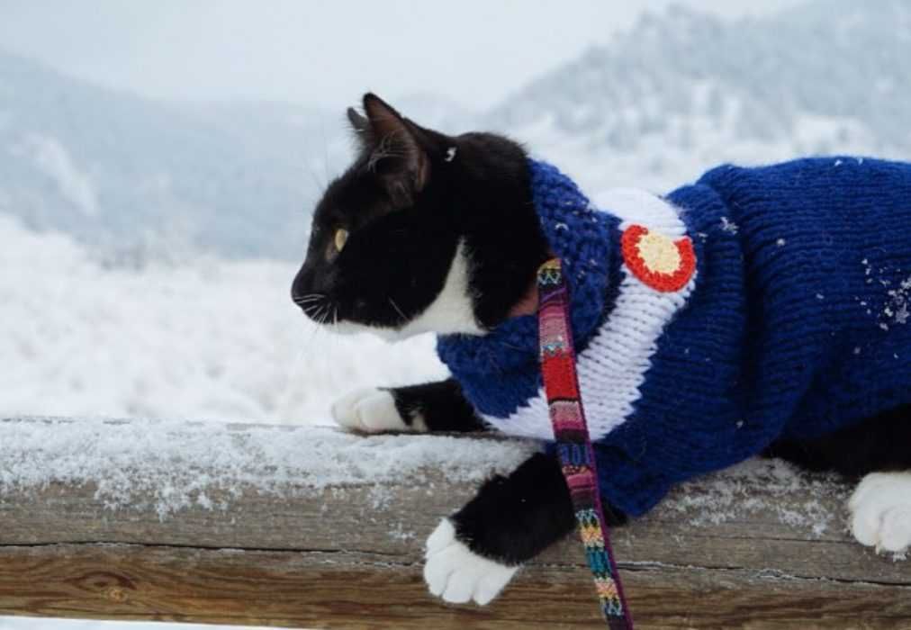 Photogenic Cats Exploring The Great Outdoors