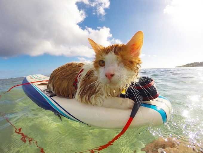 Photogenic Cats Surfer Cat