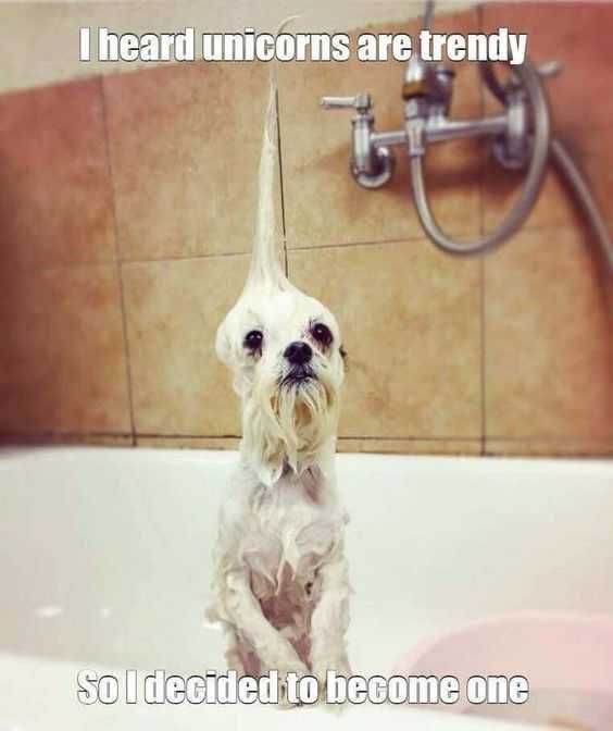30 Funny Animal Pictures And Memes Unicorn Dog