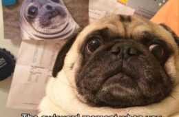 Animal Twin