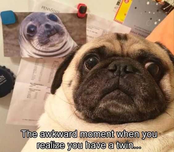 30 Funny Animal Memes Separated At Birth