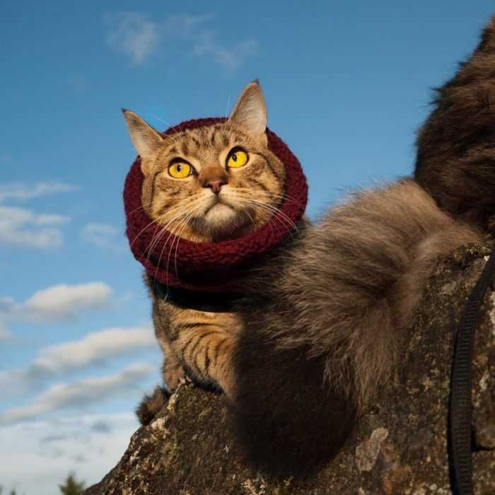 Photogenic Cats Exploring Winter