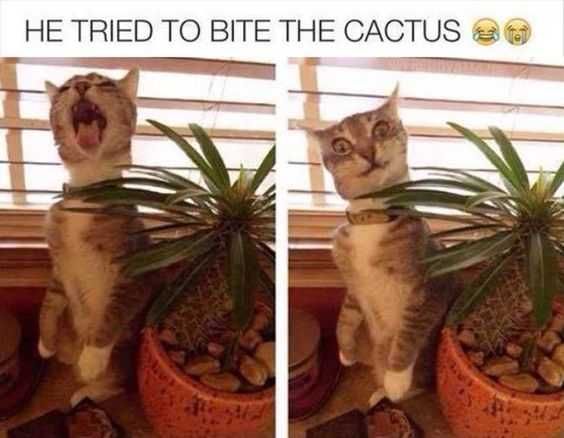 24 Hilarious Animal Pictures With Captions Cat Vs Cactus