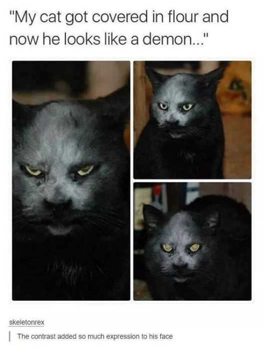 Funny Cat Demon