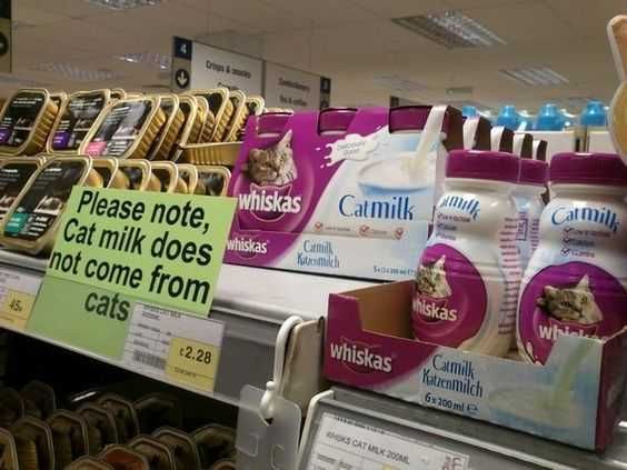 Funny Business Signs Cat Milik