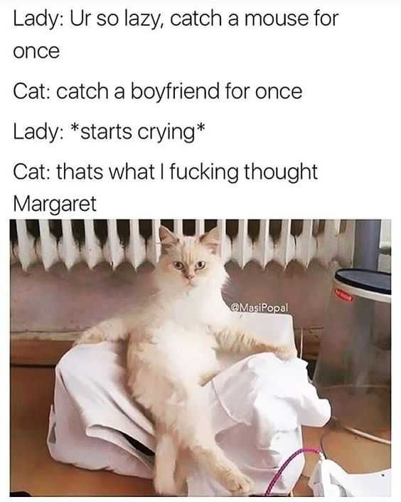 Funny Cat Memes Pictures Cat Dishing It