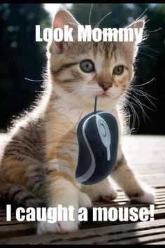 Funny Caught Mouse