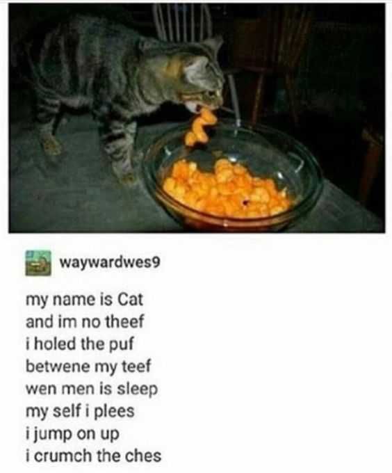 Funny Memes Pictures Cheese Puff Cat
