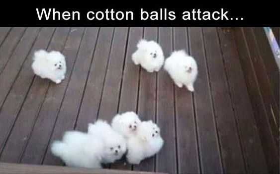 Funny Dog Memes Pictures Cotton Ball Attack