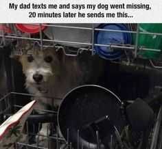 24 Hilarious Animal Pictures With Captions Prewash Cycle