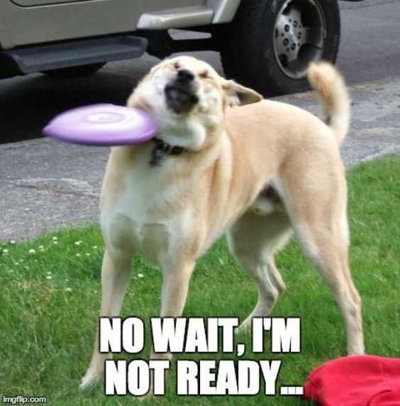 24 Hilarious Animal Pictures With Captions Not Ready