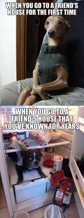 24 Hilarious Animal Pictures With Captions True Friendship