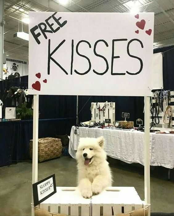 Funny Memes Pictures Kissing Booth