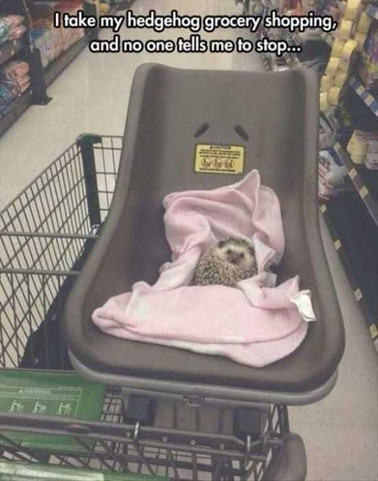 24 Hilarious Animal Pictures With Captions Family Outing