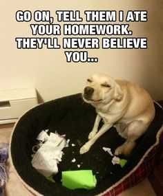 Funny Lol Picture  Dog Ate Homework