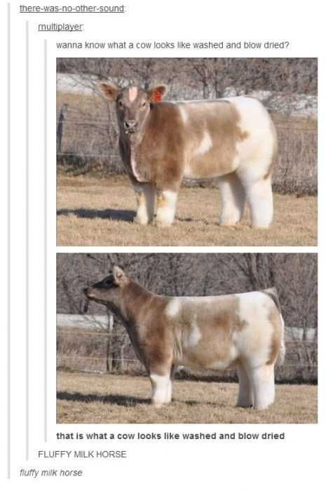 Funny Cow Memes Pictures Blown Dry Cow