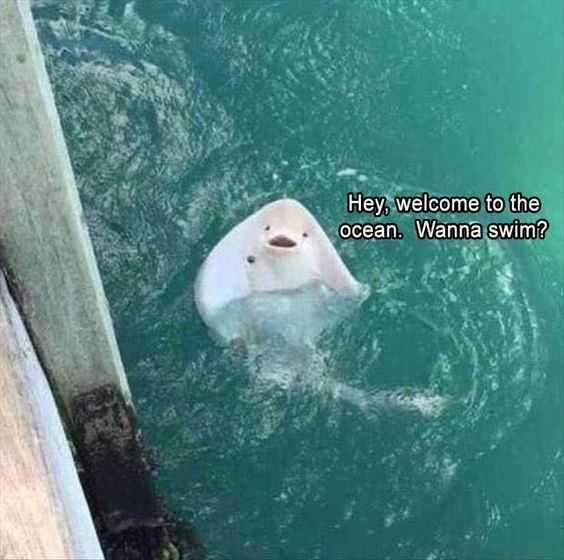 24 Hilarious Animal Pictures With Captions Friendly Ray