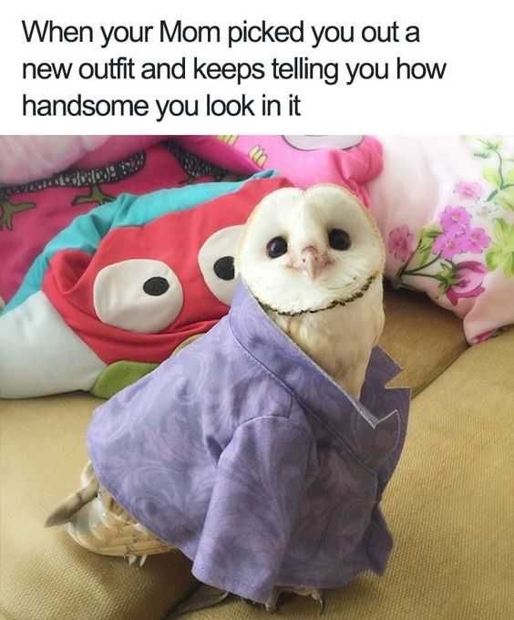 24 Hilarious Animal Pictures With Captions So Proud
