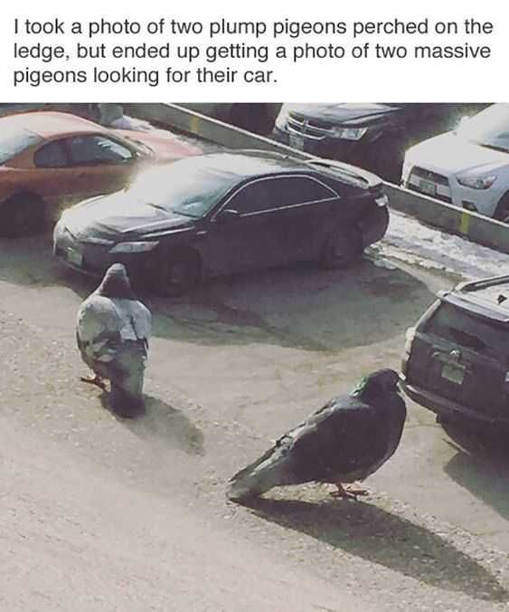 24 Hilarious Animal Pictures With Captions Perspective