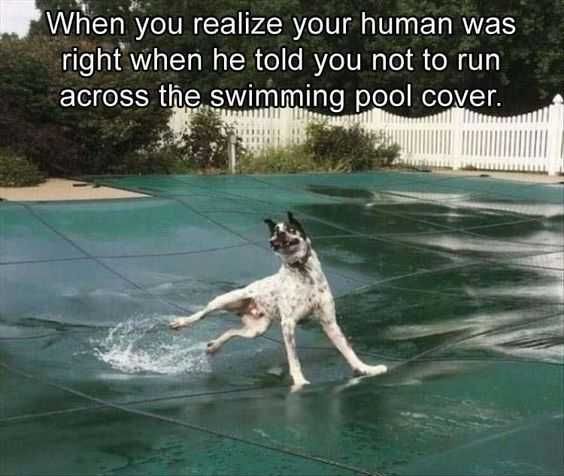 24 Hilarious Animal Pictures With Captions Listening