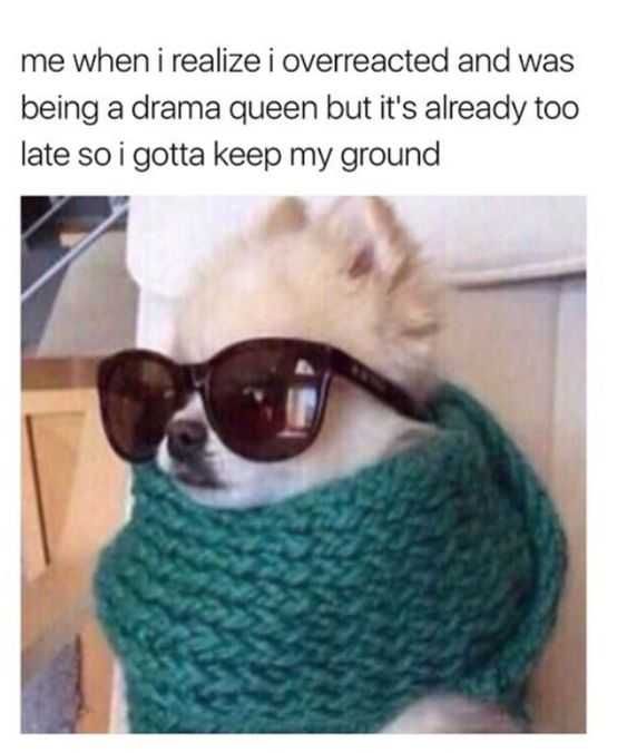 24 Hilarious Animal Pictures With Captions Drama Queen