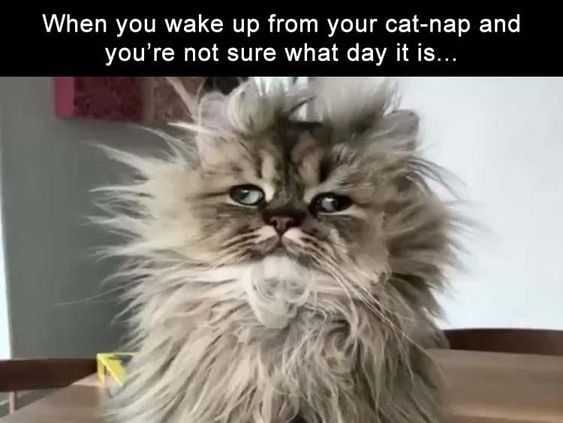 Funny Lol Pictures  Slept Too Long Again