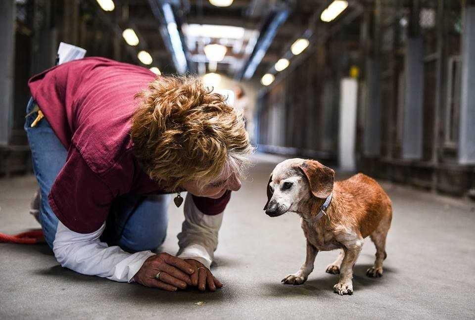 Thedodo.com 9
