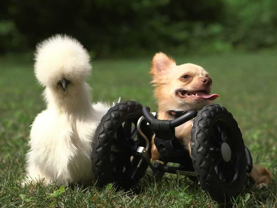 Chihuahuaandthechicken