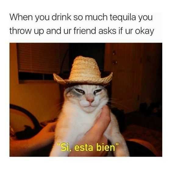 Sweet Funny Animal Pictures Mexican Cat