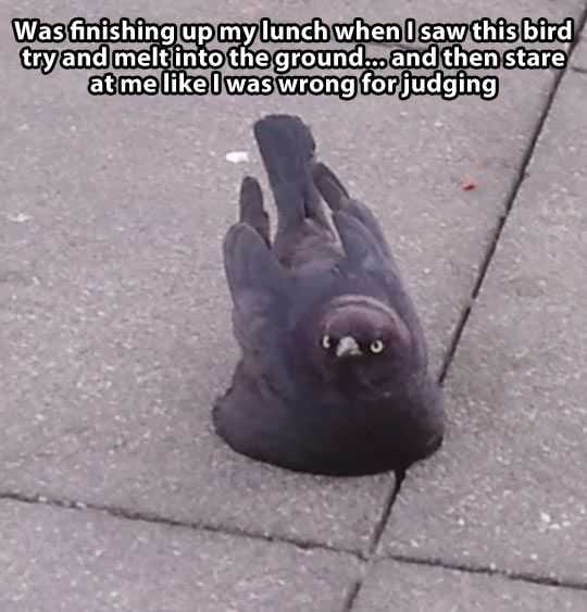 Animal Bird Melting