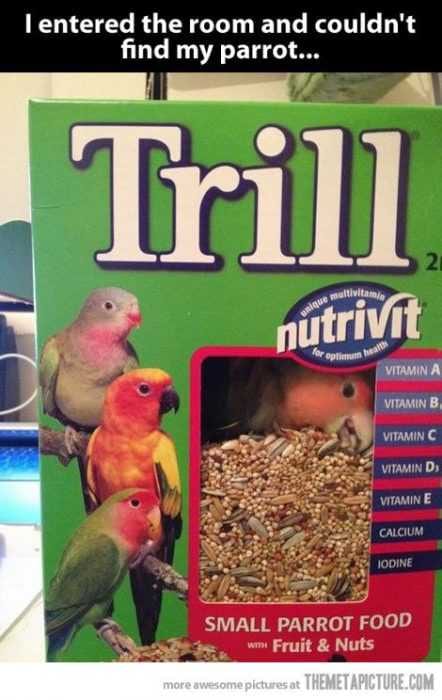 Animal Bird Parrot