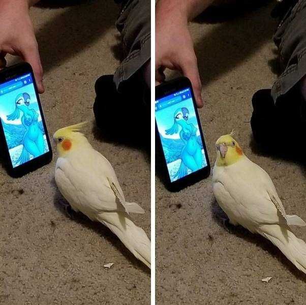Animal Bird Phone