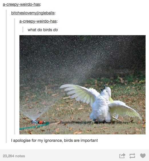 Animal Birds Do
