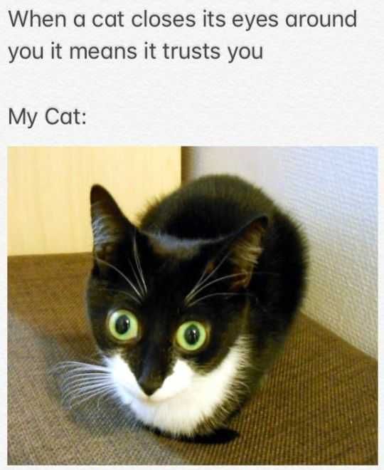 Sweet Funny Animal Pictures Closing Eye