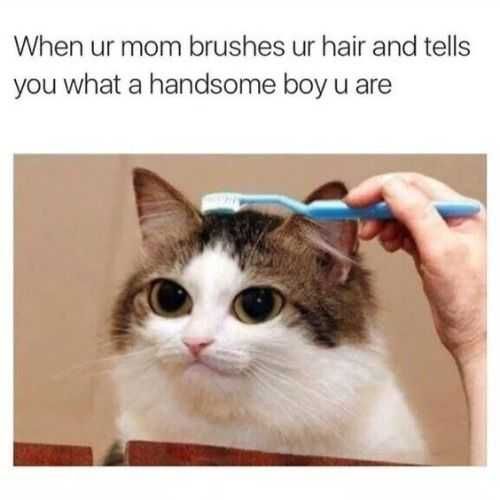 Sweet Funny Animal Pictures Handsome Boy