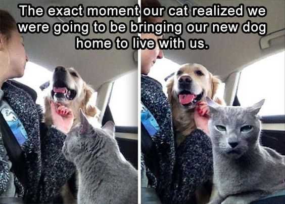 Sweet Funny Animal Pictures Not Impressed
