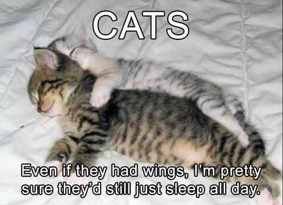 Sweet Funny Animal Pictures Cats